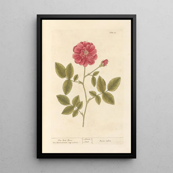 La rosa roja - Elizabeth Blackwell — cuadro enmarcado en la pared