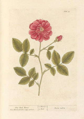 Elizabeth Blackwell - The red rose.webp