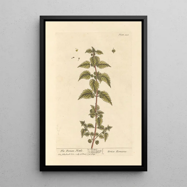 L'ortie romaine - Elizabeth Blackwell — cuadro enmarcado en la pared