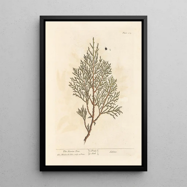 El enebro sabino - Elizabeth Blackwell — cuadro enmarcado en la pared