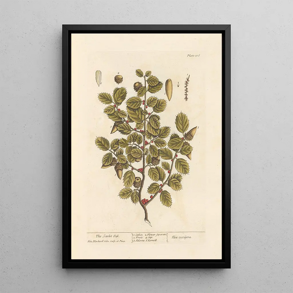 El roble escarlata - Elizabeth Blackwell — cuadro enmarcado en la pared