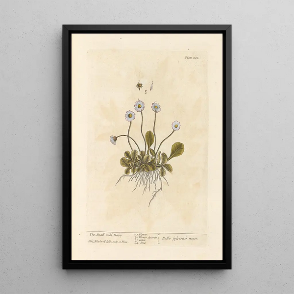 La pequeña margarita silvestre - Elizabeth Blackwell — cuadro enmarcado en la pared