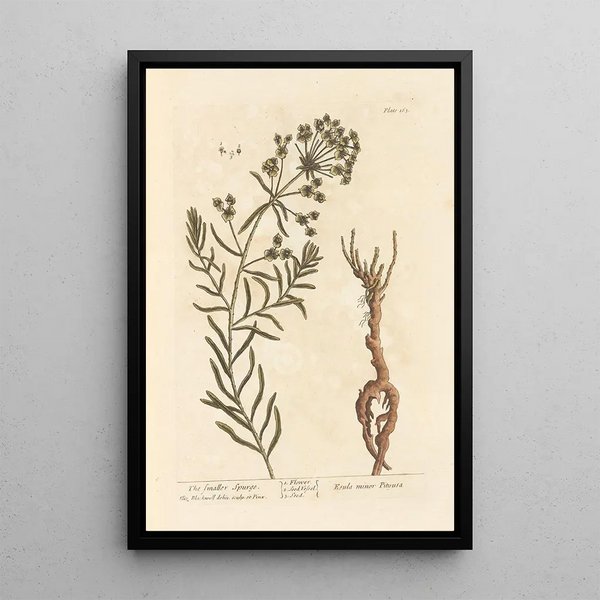 La pequeña euphorbia - Elizabeth Blackwell — cuadro enmarcado en la pared