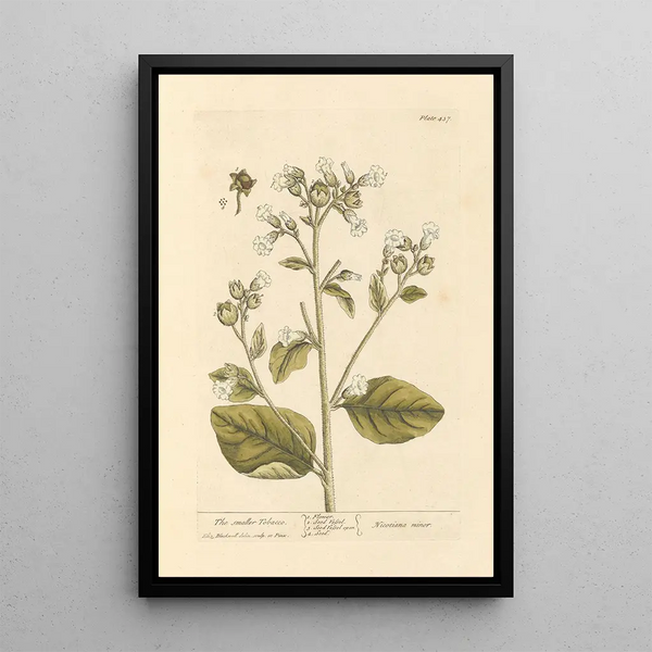 El pequeño tabaco - Elizabeth Blackwell — cuadro enmarcado en la pared