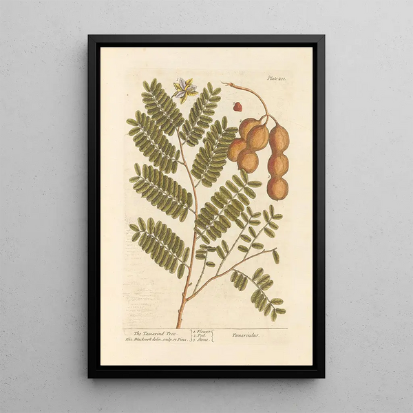 El tamarindo - Elizabeth Blackwell — cuadro enmarcado en la pared