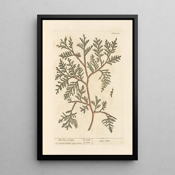 L'arbre de vie - Elizabeth Blackwell — cuadro enmarcado en la pared