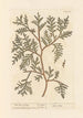 L'arbre de vie - Elizabeth Blackwell — vista de la obra