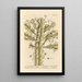 La verdadera euphorbia - Elizabeth Blackwell — cuadro enmarcado en la pared