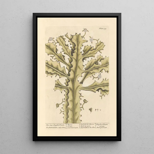 La verdadera euphorbia - Elizabeth Blackwell — cuadro enmarcado en la pared