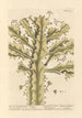 La verdadera euphorbia - Elizabeth Blackwell — vista de la obra