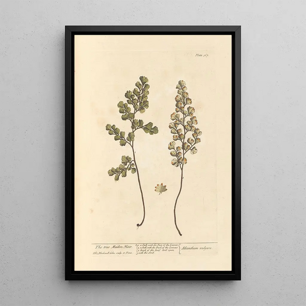 La verdadera capilaridad - Elizabeth Blackwell — cuadro enmarcado en la pared