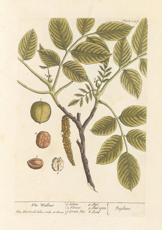 Elizabeth Blackwell - The wallnut.webp