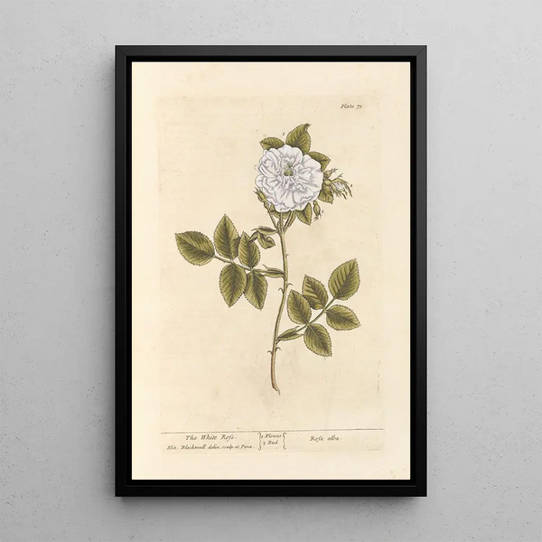 La rosa blanca - Elizabeth Blackwell — cuadro enmarcado en la pared