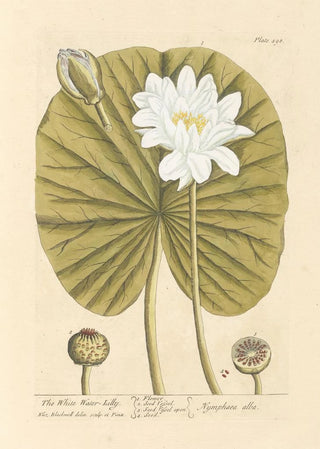 Elizabeth Blackwell - The white water lilly.webp