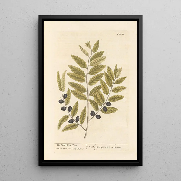 L'olivier sauvage - Elizabeth Blackwell — cuadro enmarcado en la pared