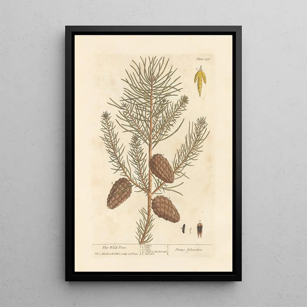 El pino salvaje - Elizabeth Blackwell — cuadro enmarcado en la pared