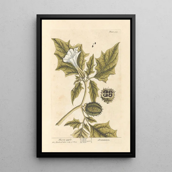La manzana espinosa - Elizabeth Blackwell — cuadro enmarcado en la pared