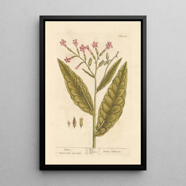 Tabaco - Elizabeth Blackwell — cuadro enmarcado en la pared