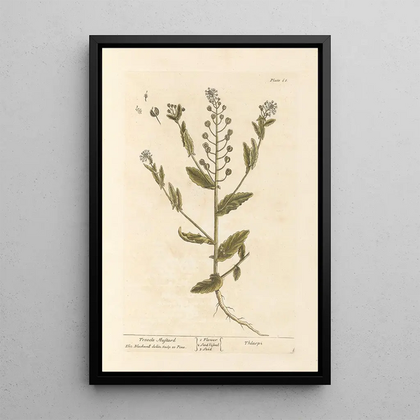 Mostaza negra - Elizabeth Blackwell — cuadro enmarcado en la pared
