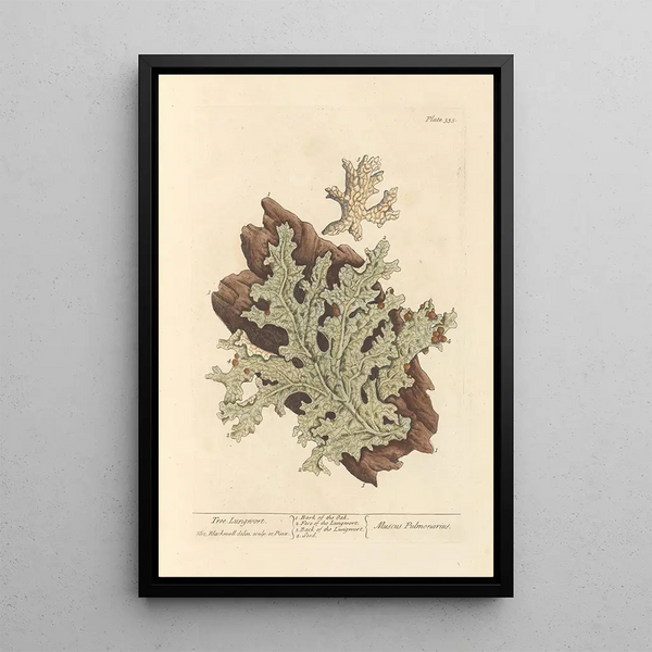 Lichen pulmonar - Elizabeth Blackwell — cuadro enmarcado en la pared