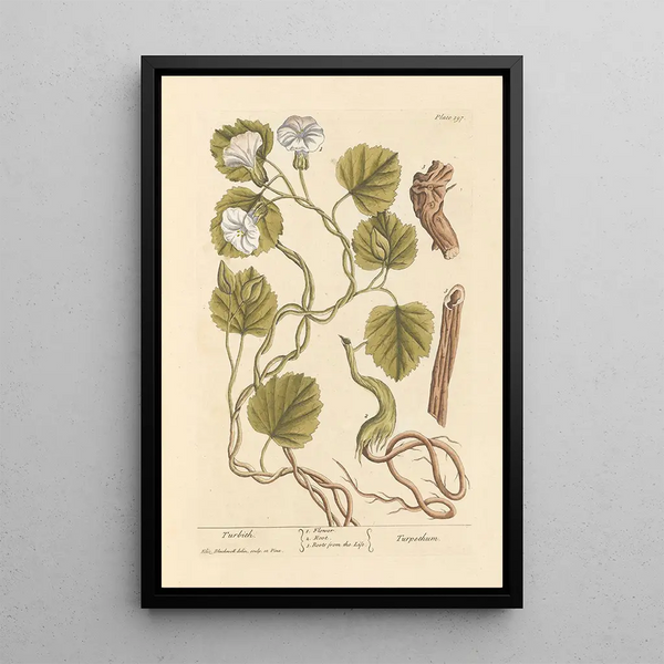 Turbith - Elizabeth Blackwell — cuadro enmarcado en la pared