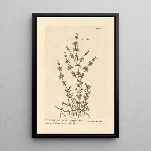 Menthe pouliot dressée - Elizabeth Blackwell — cuadro enmarcado en la pared