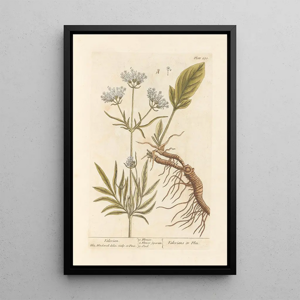 Valériane - Elizabeth Blackwell — cuadro enmarcado en la pared