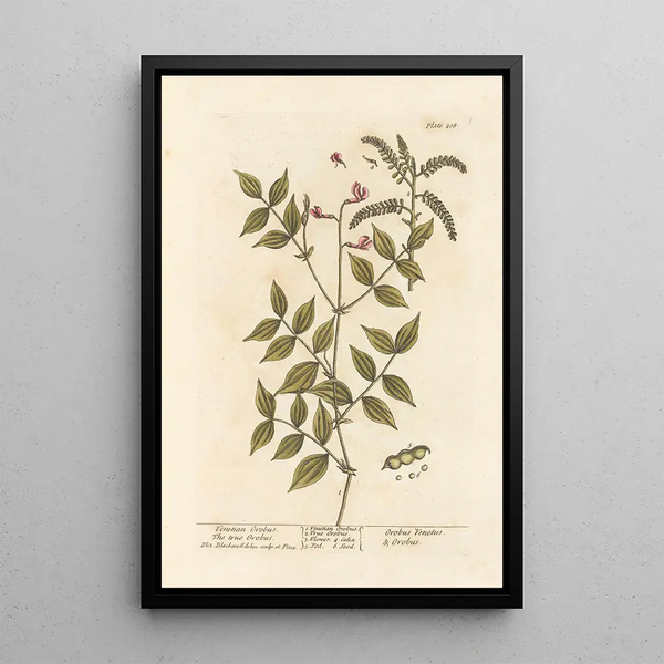 Orobe veneciano el verdadero orobe - Elizabeth Blackwell — cuadro enmarcado en la pared