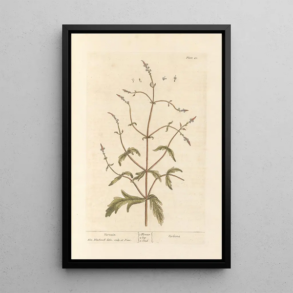 Verveine - Elizabeth Blackwell — cuadro enmarcado en la pared