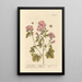 Mauve de guimauve - Elizabeth Blackwell — cuadro enmarcado en la pared