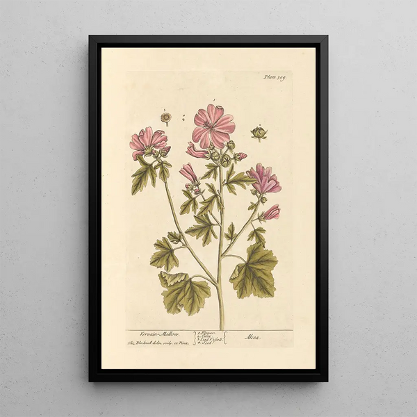 Mauve de guimauve - Elizabeth Blackwell — cuadro enmarcado en la pared