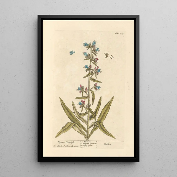 Vipérine - Elizabeth Blackwell — cuadro enmarcado en la pared