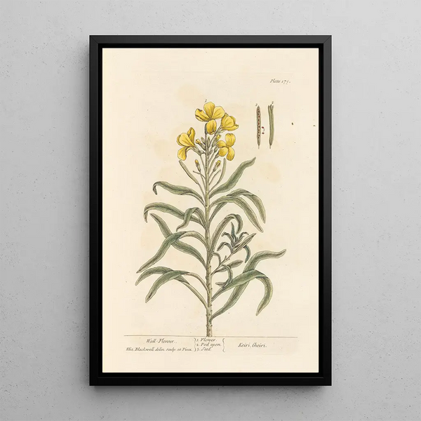 Giroflée - Elizabeth Blackwell — cuadro enmarcado en la pared