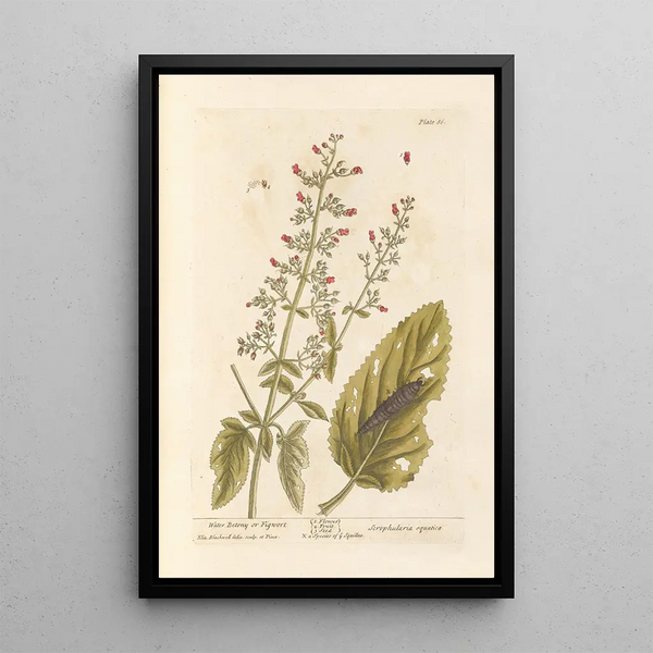 Scrofulaire aquatique ou scrofulaire - Elizabeth Blackwell — cuadro enmarcado en la pared