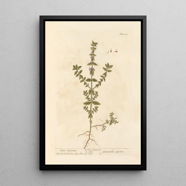 Calament acuático - Elizabeth Blackwell — cuadro enmarcado en la pared