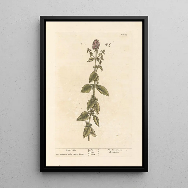 Menthe acuática - Elizabeth Blackwell — cuadro enmarcado en la pared