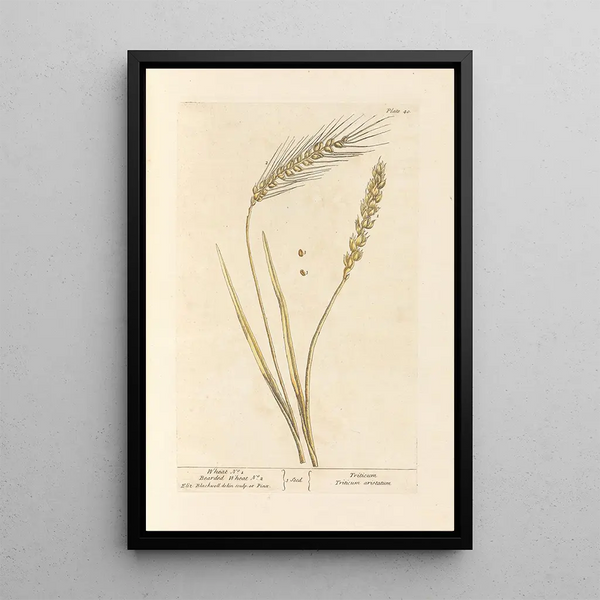 Trigo n°1 Trigo barbudo n°2 - Elizabeth Blackwell — cuadro enmarcado en la pared