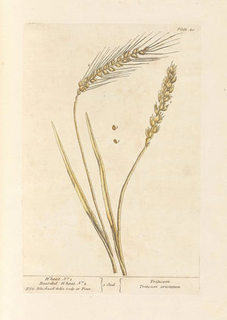 Elizabeth Blackwell - Wheat no 1 Bearded wheat no 2.webp