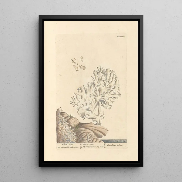 Coral blanco - Elizabeth Blackwell — cuadro enmarcado en la pared
