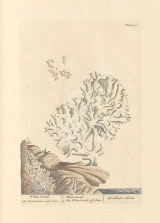 Elizabeth Blackwell - White coral.webp