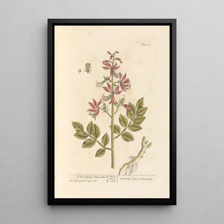 Elizabeth Blackwell - White dittany or fraxinella.webp