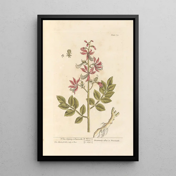 Dictame blanco o fraxinelle - Elizabeth Blackwell — cuadro enmarcado en la pared