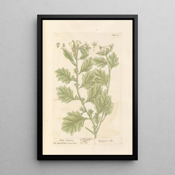 Jusquiame blanca - Elizabeth Blackwell — cuadro enmarcado en la pared