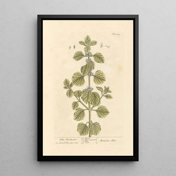 Marrube blanco - Elizabeth Blackwell — cuadro enmarcado en la pared