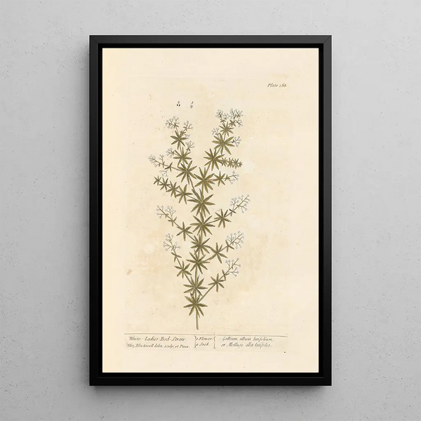 Caille-lait blanco - Elizabeth Blackwell — cuadro enmarcado en la pared