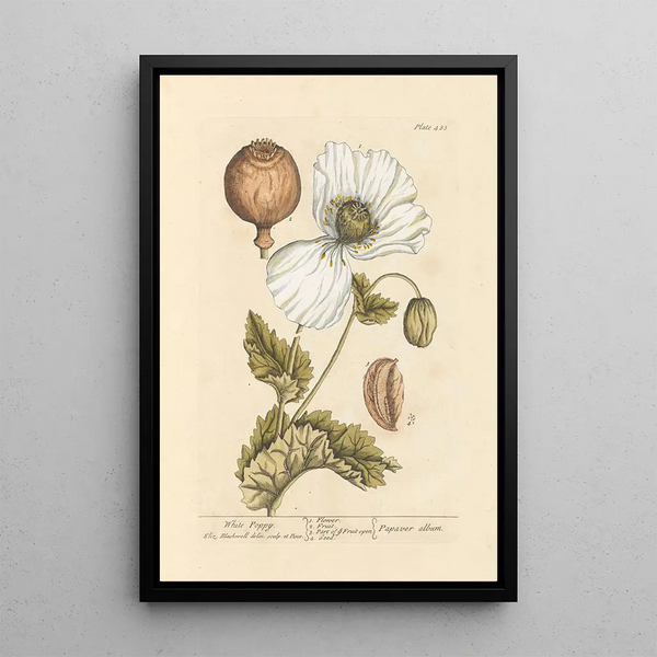 amapola blanca - Elizabeth Blackwell — cuadro enmarcado en la pared