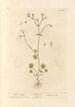 Saxifrage blanca - Elizabeth Blackwell — vista de la obra