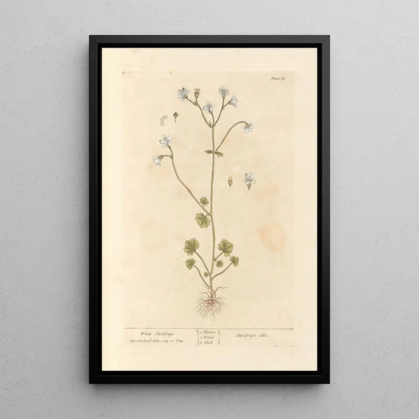 Saxifrage blanca - Elizabeth Blackwell — cuadro enmarcado en la pared