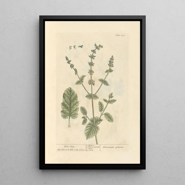 Sauge sauvage - Elizabeth Blackwell — cuadro enmarcado en la pared