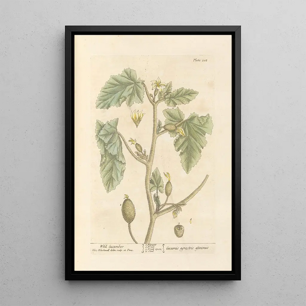 Concombre sauvage - Elizabeth Blackwell — cuadro enmarcado en la pared